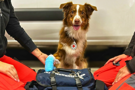 Erste Hilfe am Hund Hund mit Pfote im Verband