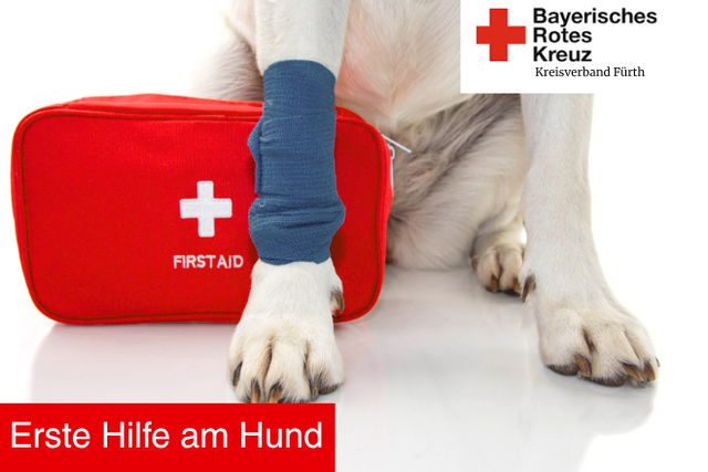 Bild zeigt Beine eines Hundes mit einem blauen Verband. Logo: Bayerisches Rotes Kreuz Kreisverband Fürth. Text: Erste Hilfe am Hund.